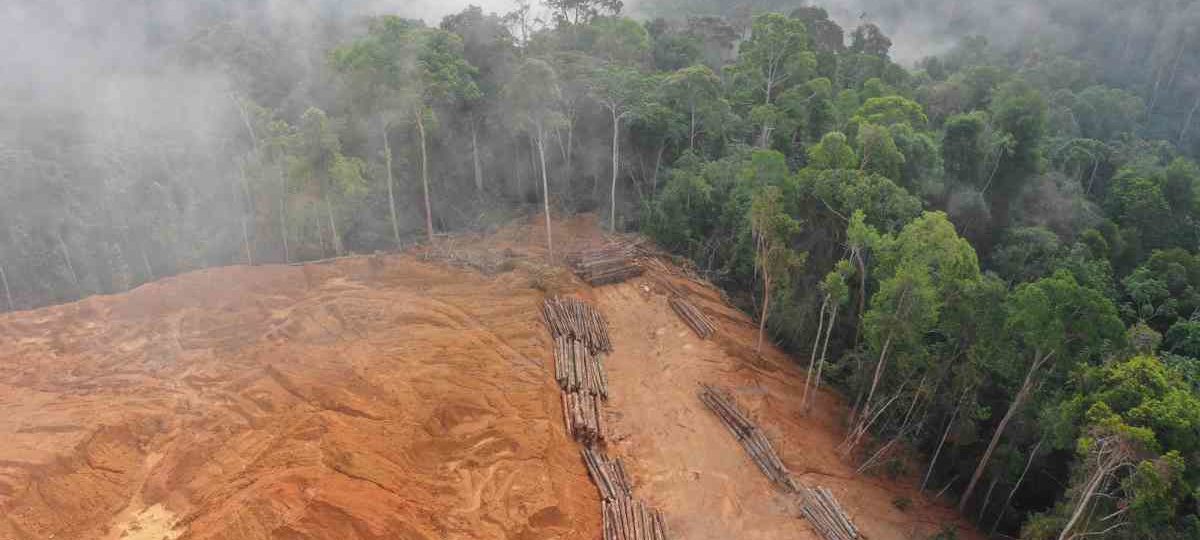 environment effect of deforestation