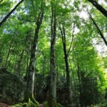 how trees help environment