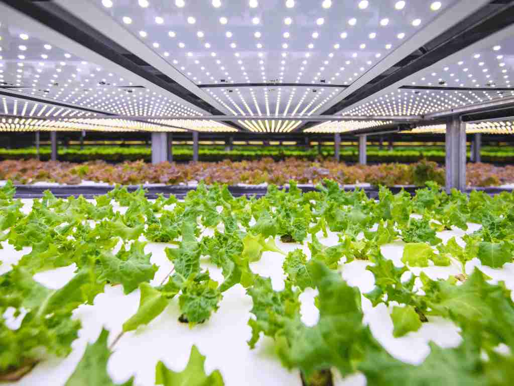 Start an Indoor vertical farming