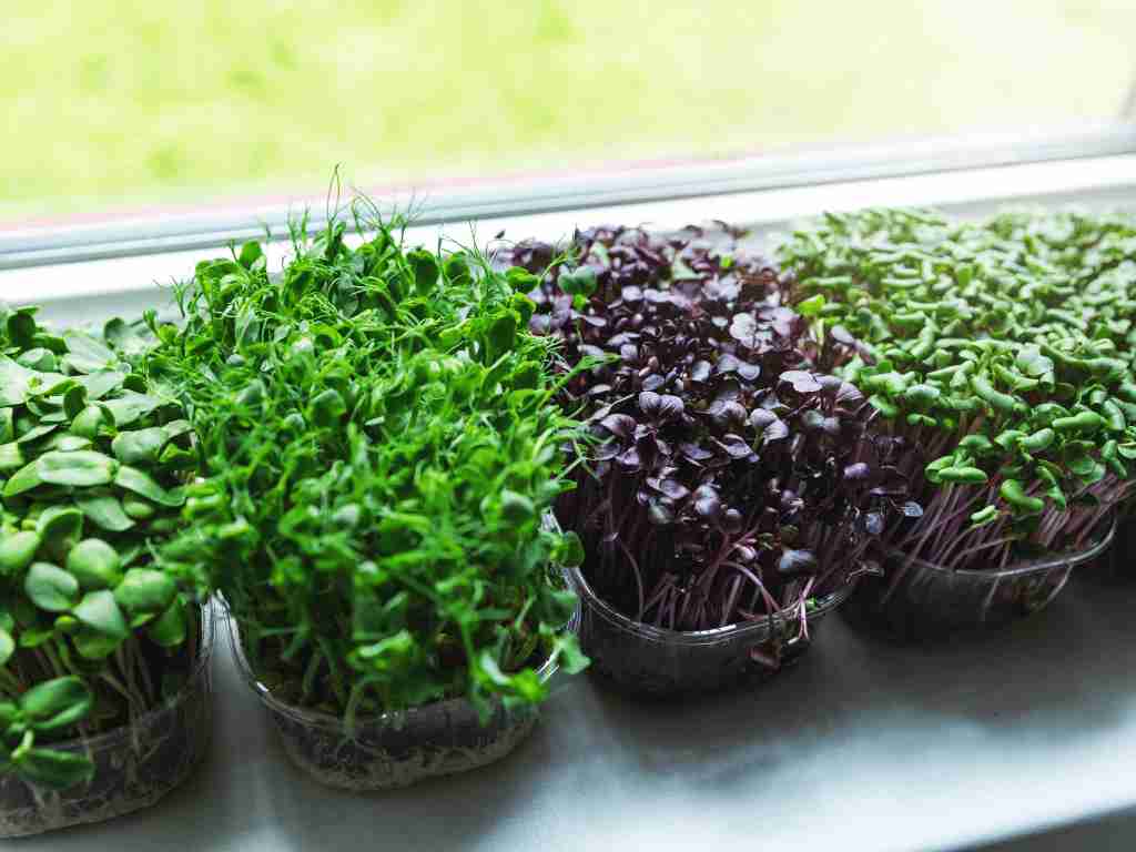 Growing and selling microgreens