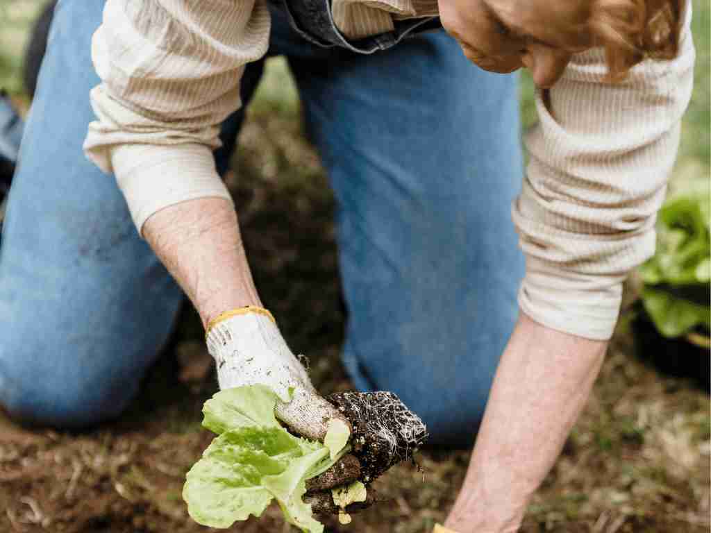 Start a gardening service