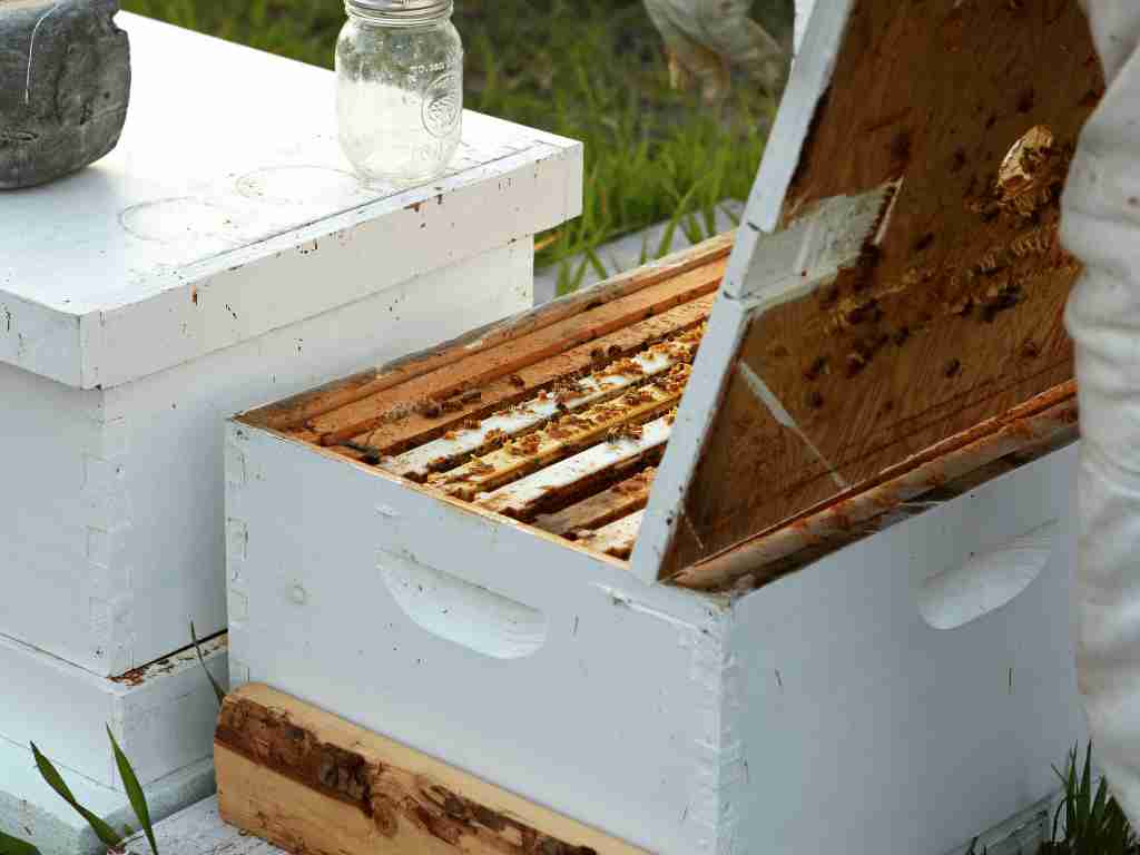 Keeping bees and selling honey