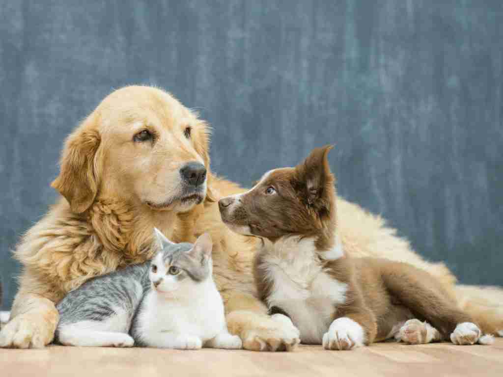 Start a pet sitting service in rajasthan