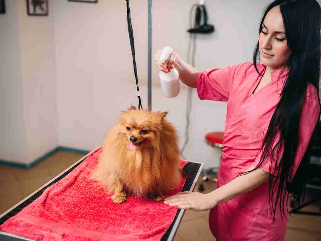 Start a small business in jamshedpur that offers pet care services