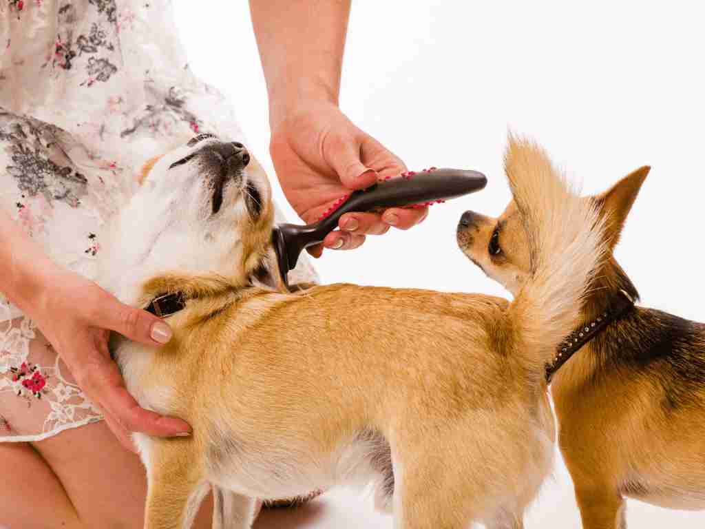 Start a small business in the pet care industry