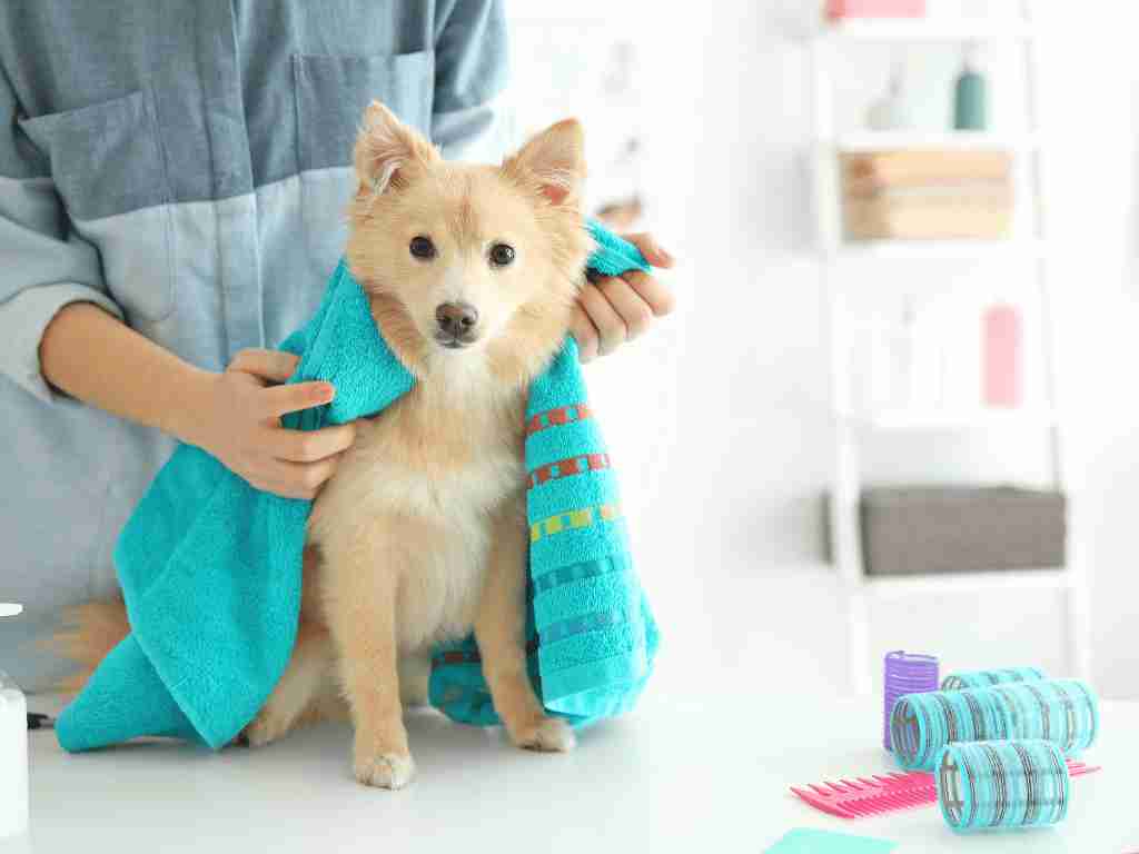 Becoming a home-based pet groomer