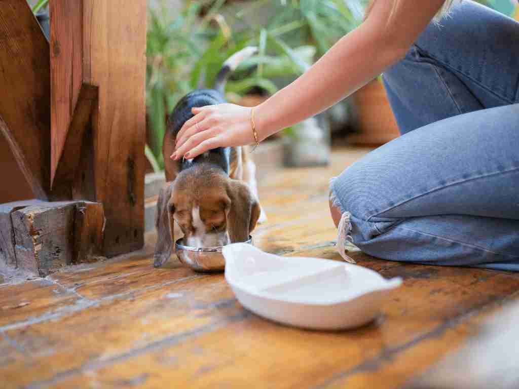 Start A pet-sitting business in Small town
