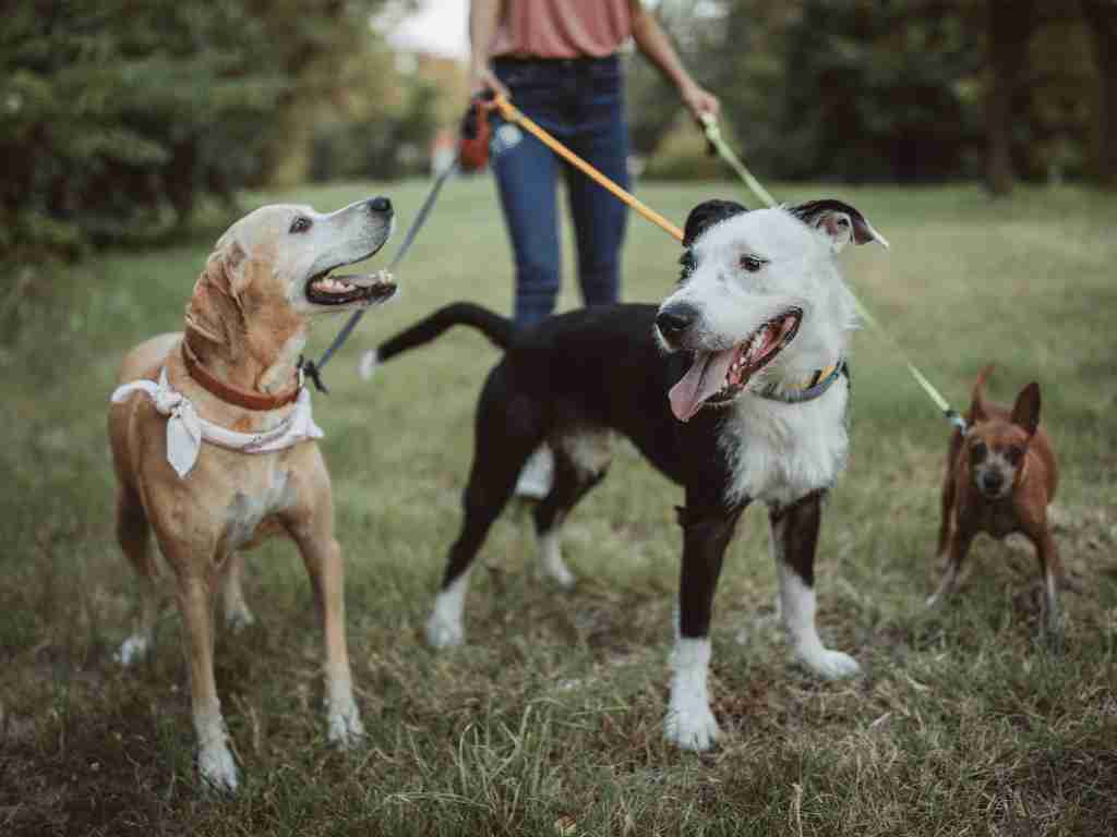 Start A business that provides pet-walking services in Small town
